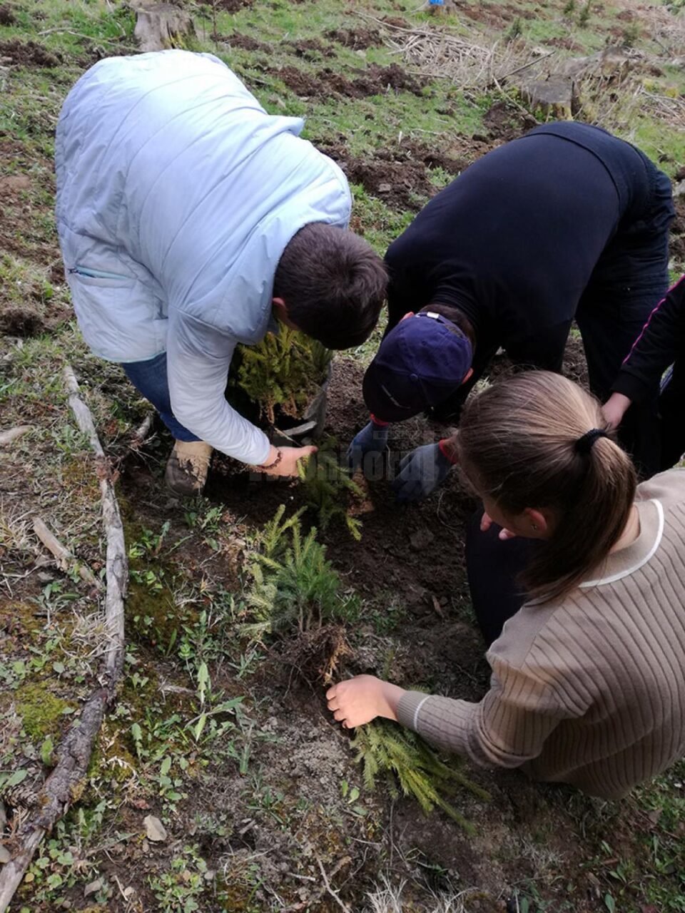 Elevii școlii din Stulpicani au plantat puieți în pădurea Slătioara