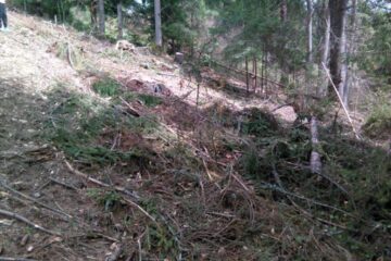 Taiere ilegală de arbori în zona Vatra Dornei