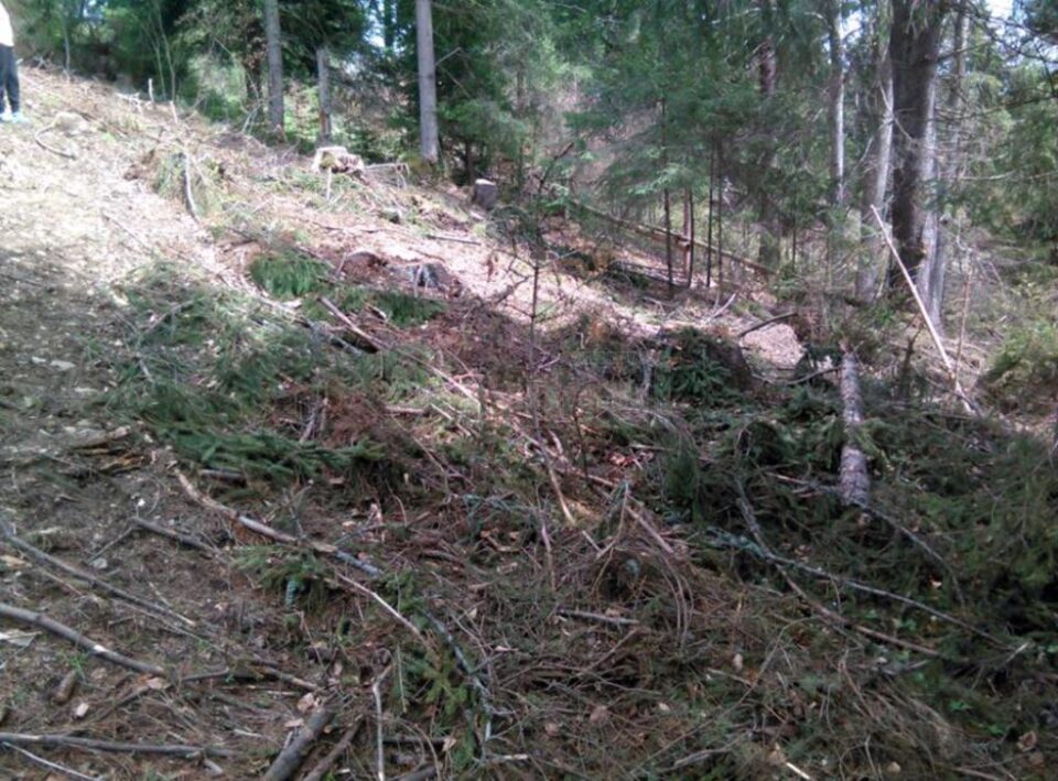 Taiere ilegală de arbori în zona Vatra Dornei