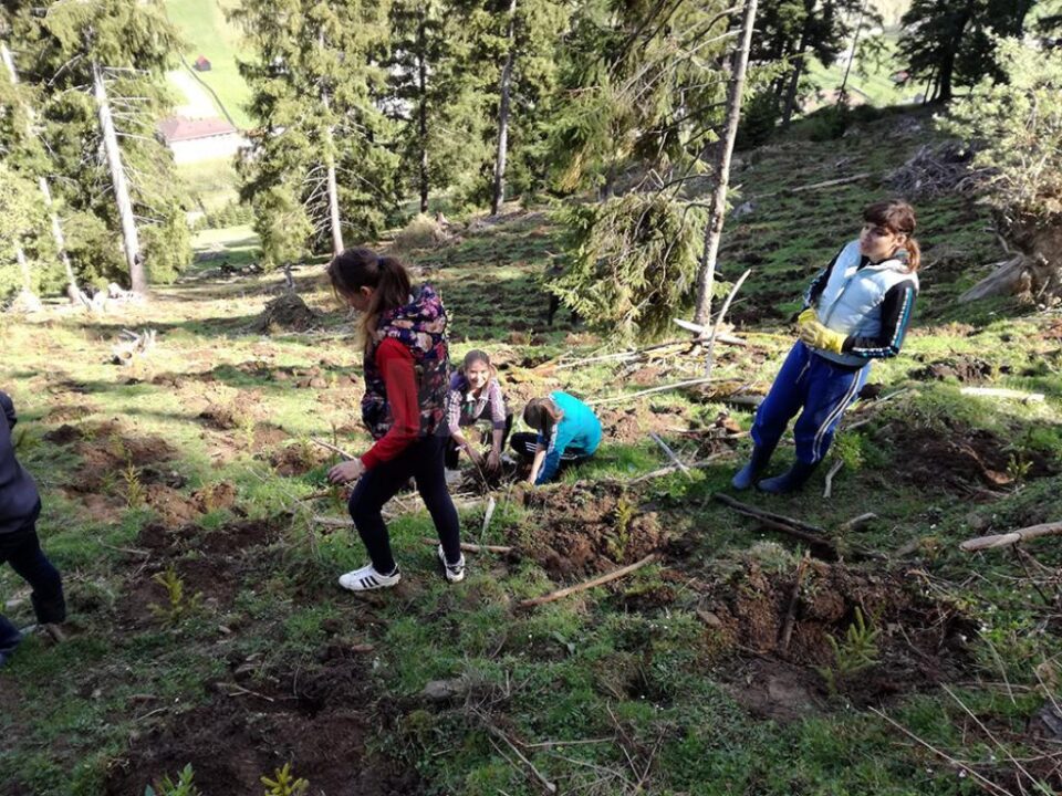 Elevii școlii din Stulpicani au plantat puieți în pădurea Slătioara