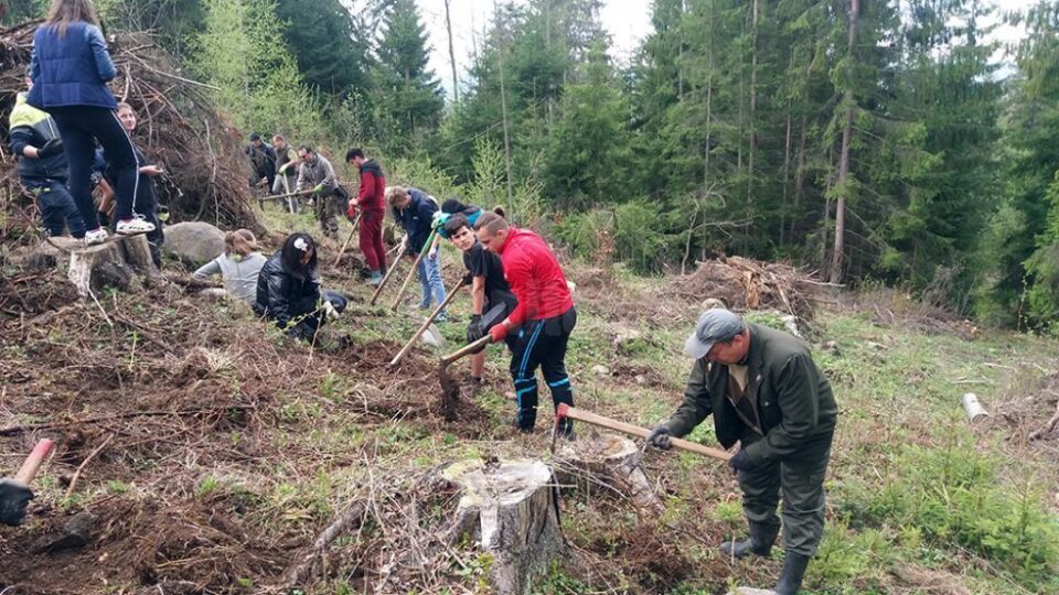 Acțiune de împădurire organizată de Garda Forestieră, cu elevi de la Poiana Stampei și Dorna Candrenilor