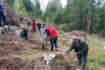Acțiune de împădurire organizată de Garda Forestieră, cu elevi de la Poiana Stampei și Dorna Candrenilor