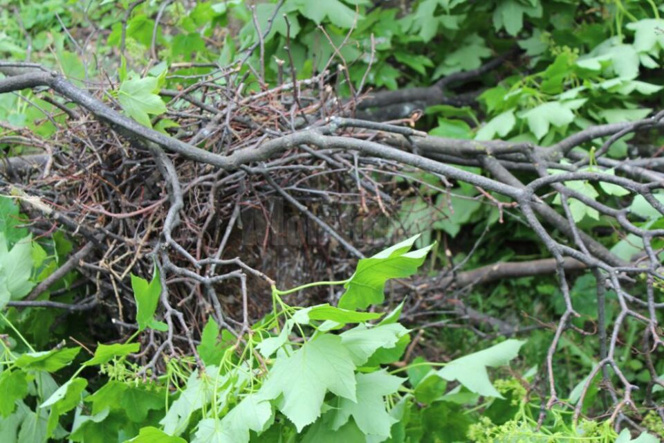 Doborârea cuiburilor de ciori, pentru alungarea lor, a început din Parcul Central al Sucevei