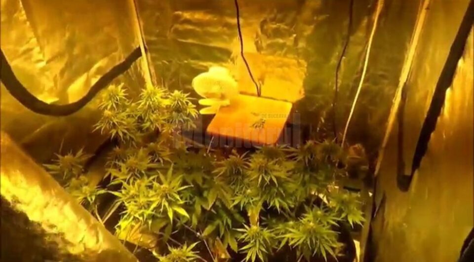 Polițiștii au găsit la percheziții o instalație complexă de cultivare a plantelor de canabis, amenajată într-un cort special