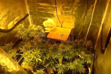 Polițiștii au găsit la percheziții o instalație complexă de cultivare a plantelor de canabis, amenajată într-un cort special
