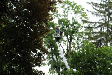 Doborârea cuiburilor de ciori, pentru alungarea lor, a început din Parcul Central al Sucevei Doborârea cuiburilor de ciori, pentru alungarea lor, a început din Parcul Central al Sucevei