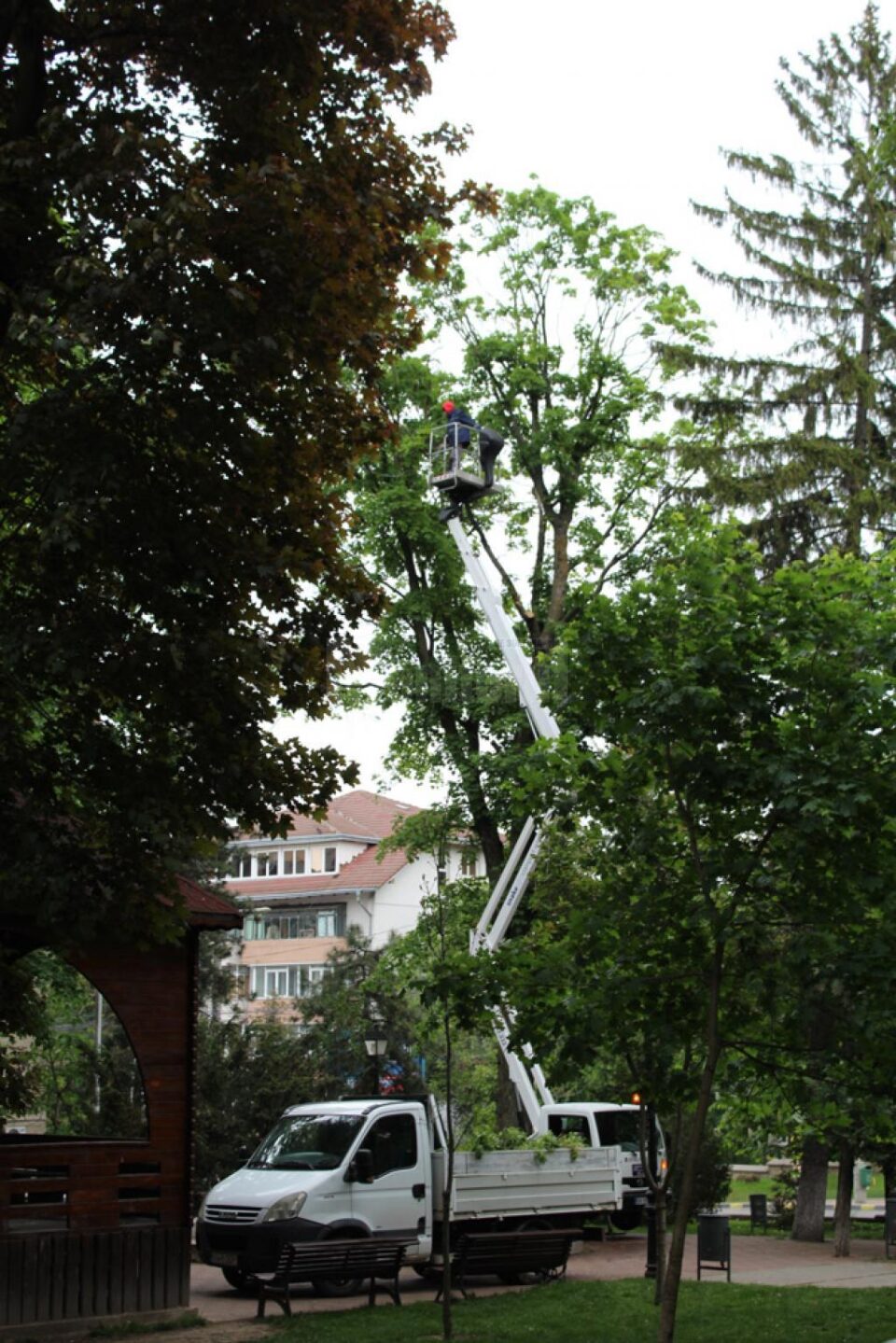 Doborârea cuiburilor de ciori, pentru alungarea lor, a început din Parcul Central al Sucevei