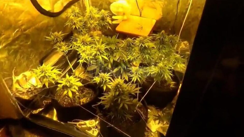 Polițiștii au găsit la percheziții o instalație complexă de cultivare a plantelor de canabis, amenajată într-un cort special