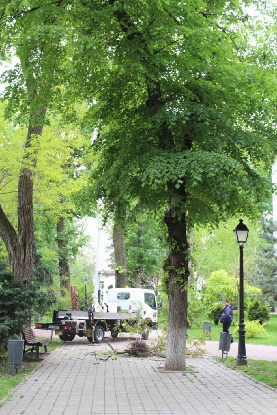 Doborârea cuiburilor de ciori, pentru alungarea lor, a început din Parcul Central al Sucevei