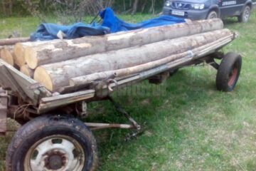 Adolescent prins în timp ce fura lemn dintr-o pădure