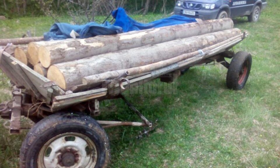 Adolescent prins în timp ce fura lemn dintr-o pădure