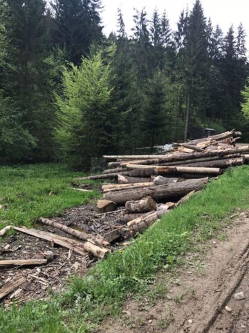 Urgie și prăpăd în urma firmelor care exploatează material lemnos