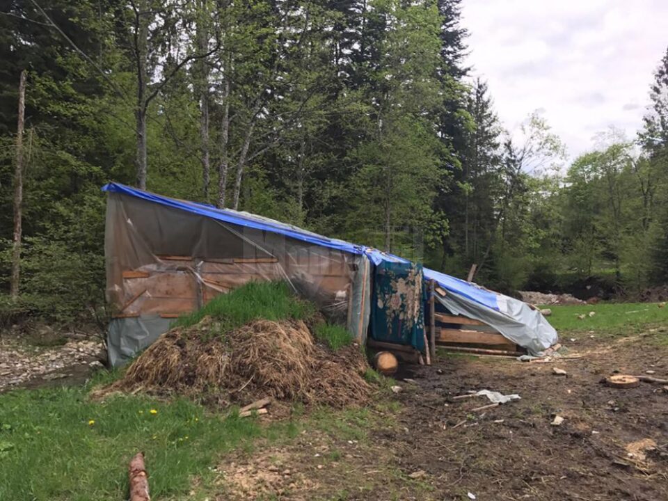 Improvizații din celofane și alte materiale adăposturi pentru animale