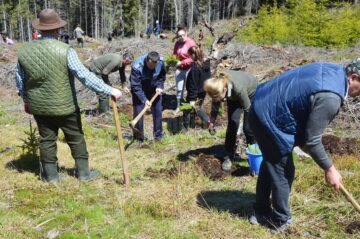 3.600 de puieți de molid și larice, plantați cu voluntari la Ocolul Silvic Cârlibaba
