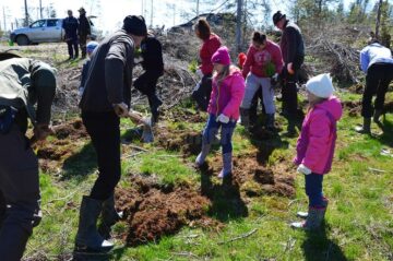 3.600 de puieți de molid și larice, plantați cu voluntari la Ocolul Silvic Cârlibaba