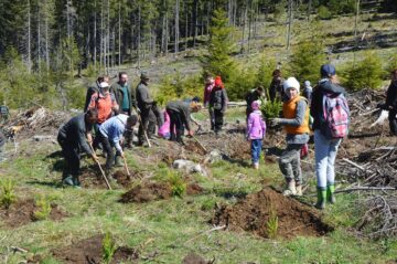 Elevi, silvicultori, polițiști și reprezentanți ai administrației locale, la acțiunea de împădurire de la Cârlibaba