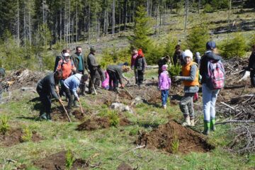 Elevi, silvicultori, polițiști și reprezentanți ai administrației locale, la acțiunea de împădurire de la Cârlibaba