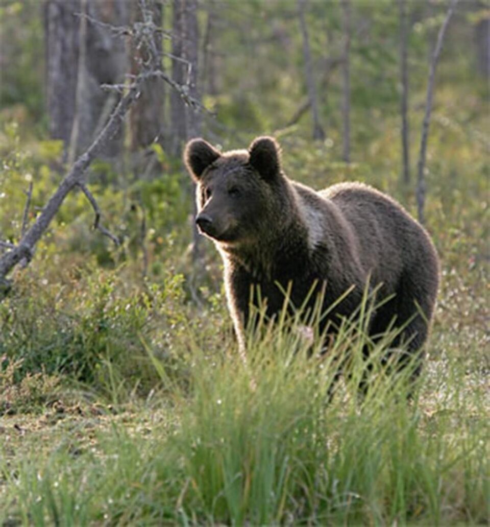 „Lupi și urși în Bucovina”