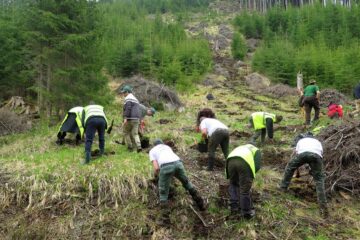 Voluntariat în Parcul Național Călimani