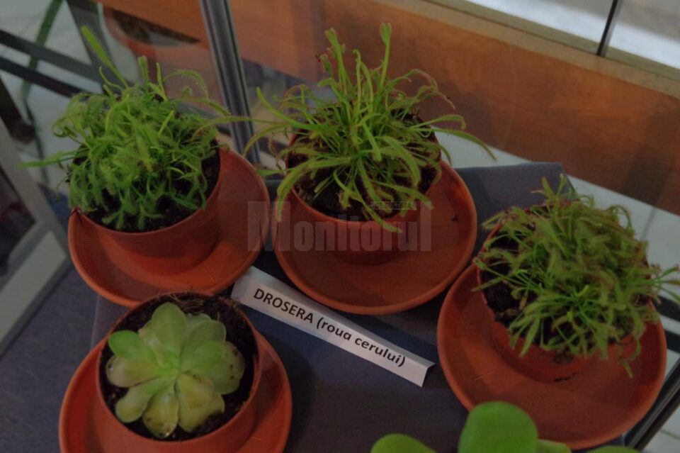 La Muzeul de Științele Naturii din Suceava s-a deschis expoziția „Plante carnivore”