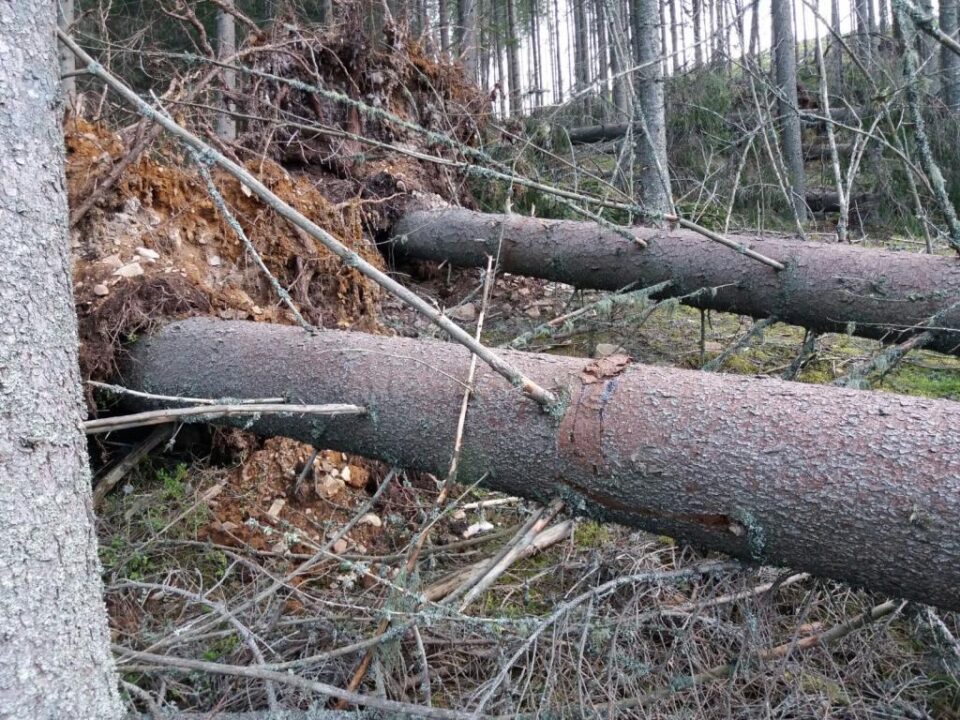 Doborâturi de vânt simulate în pădure, la Falcău