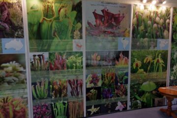 La Muzeul de Științele Naturii din Suceava s-a deschis ieri prima expoziție de plante carnivore