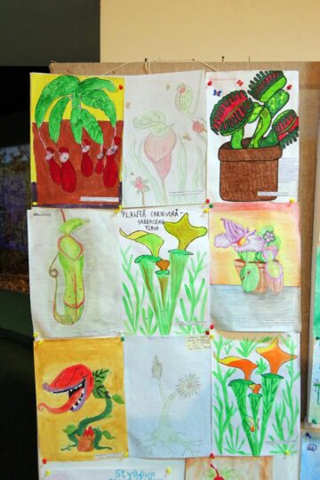 La Muzeul de Științele Naturii din Suceava s-a deschis ieri prima expoziție de plante carnivore