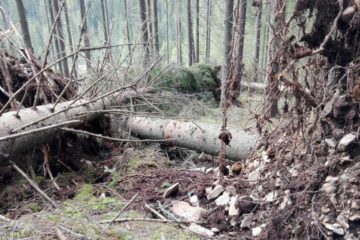 Doborâturi de vânt simulate în pădure, la Falcău