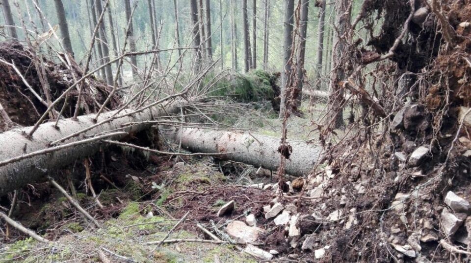 Doborâturi de vânt simulate în pădure, la Falcău