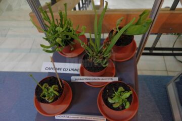 La Muzeul de Științele Naturii din Suceava s-a deschis ieri expoziția „Plante carnivore”