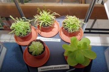 La Muzeul de Științele Naturii din Suceava s-a deschis ieri prima expoziție de plante carnivore