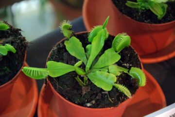 La Muzeul de Științele Naturii din Suceava s-a deschis ieri prima expoziție de plante carnivore