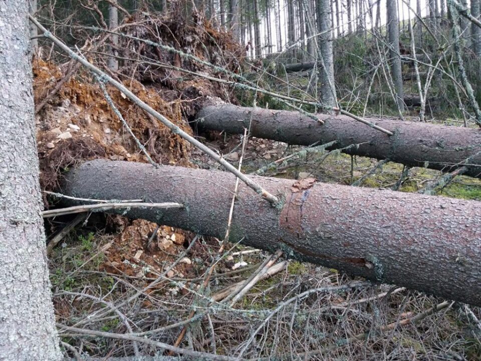 Arbori de pe două hectare de pădure, doborâți intenționat și declarați „calamitate”