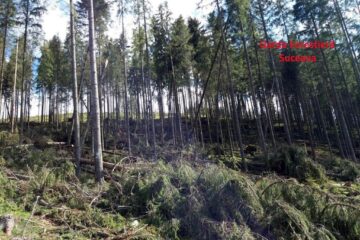 Arbori smulși din rădăcini, cu utilaje mecanice, pentru a părea doborâți de vânt