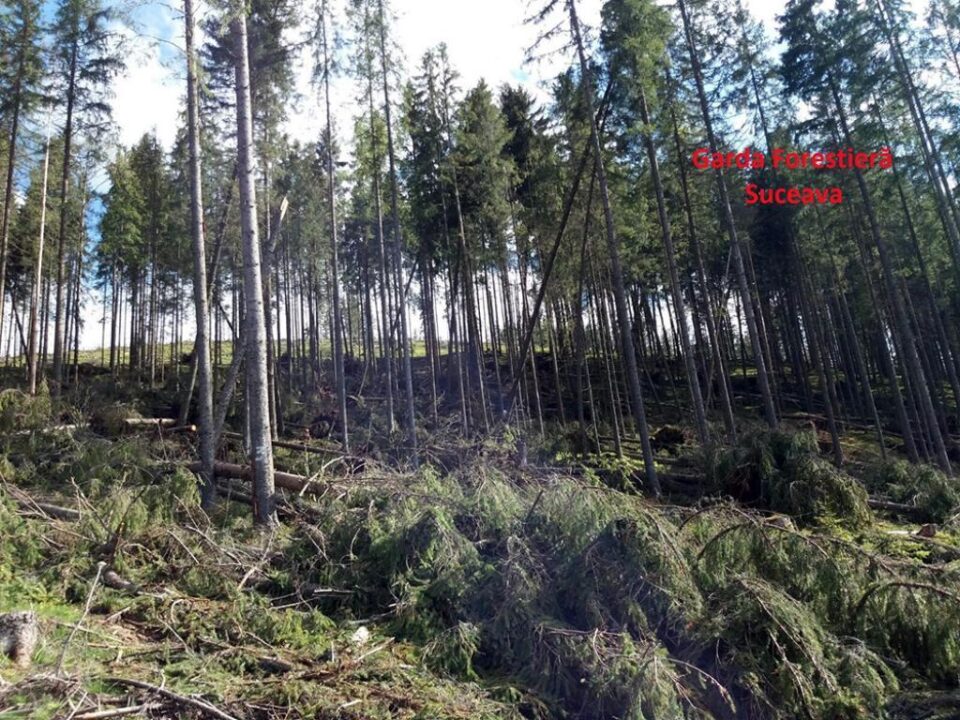 Arbori smulși din rădăcini, cu utilaje mecanice, pentru a părea doborâți de vânt