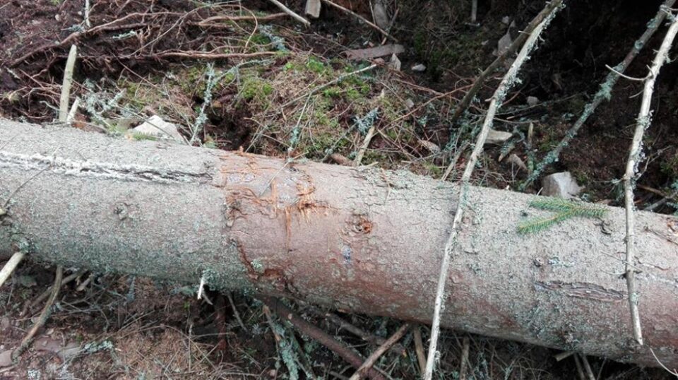 Arbori de pe două hectare de pădure, doborâți intenționat și declarați „calamitate”