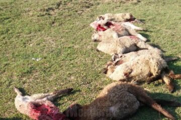 Dezastrul de la stâna lui Cristian Bejinariu