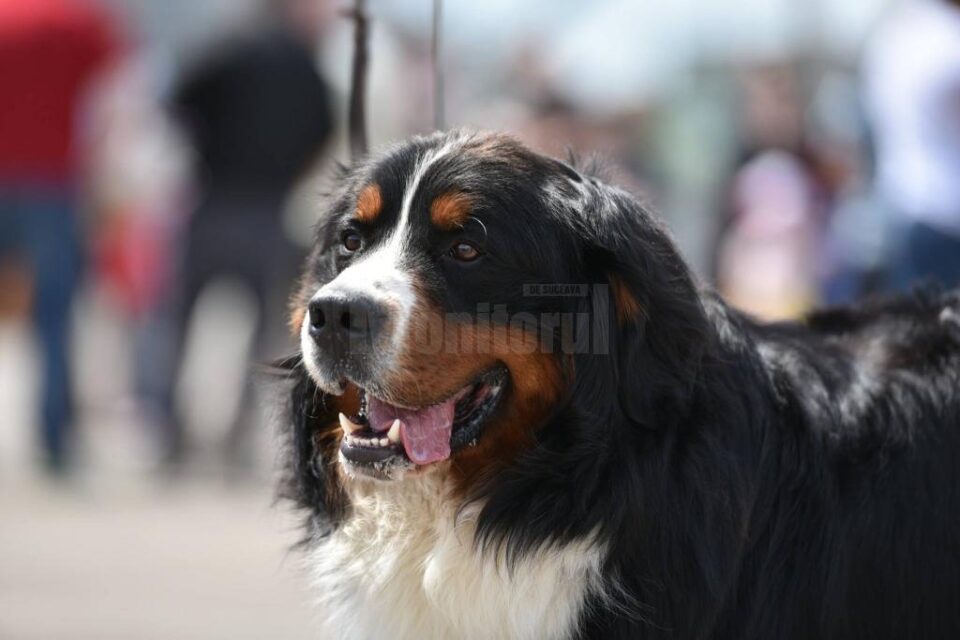 Bucovina Dog Show Bucovina Dog Show