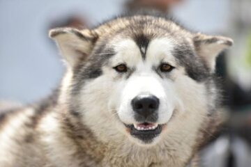 Bucovina Dog Show 2017, un succes ce aduce la Suceava o nouă competiție internațională CACIB