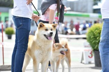 Bucovina Dog Show 2017, un succes ce aduce la Suceava o nouă competiție internațională CACIB