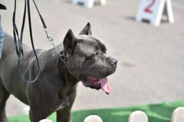 Bucovina Dog Show 2017, un succes ce aduce la Suceava o nouă competiție internațională CACIB