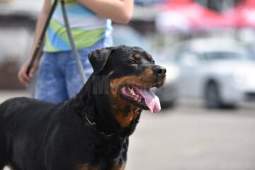 Bucovina Dog Show 2017, un succes ce aduce la Suceava o nouă competiție internațională CACIB