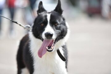 Bucovina Dog Show 2017, un succes ce aduce la Suceava o nouă competiție internațională CACIB