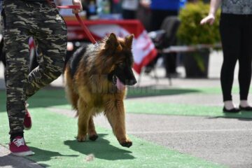 Bucovina Dog Show 2017, un succes ce aduce la Suceava o nouă competiție internațională CACIB