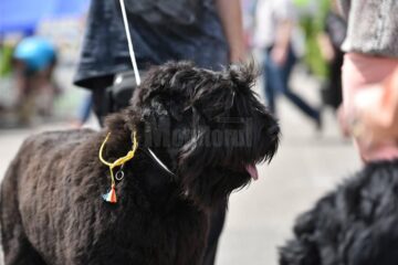 Bucovina Dog Show 2017, un succes ce aduce la Suceava o nouă competiție internațională CACIB