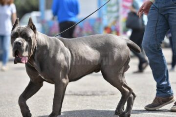 Bucovina Dog Show 2017, un succes ce aduce la Suceava o nouă competiție internațională CACIB