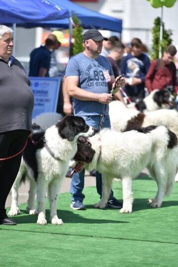 Bucovina Dog Show 2017, un succes ce aduce la Suceava o nouă competiție internațională CACIB