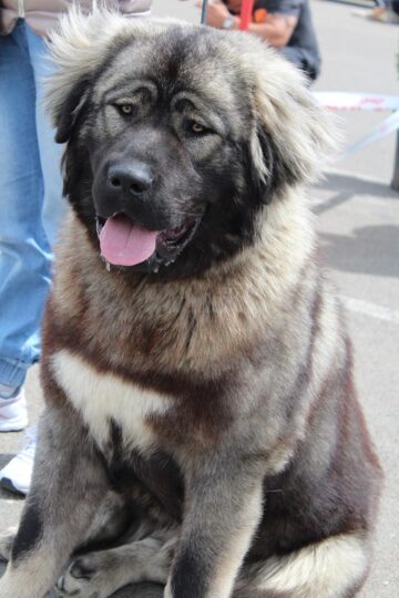 Bucovina Dog Show 2017, un succes ce aduce la Suceava o nouă competiție internațională CACIB