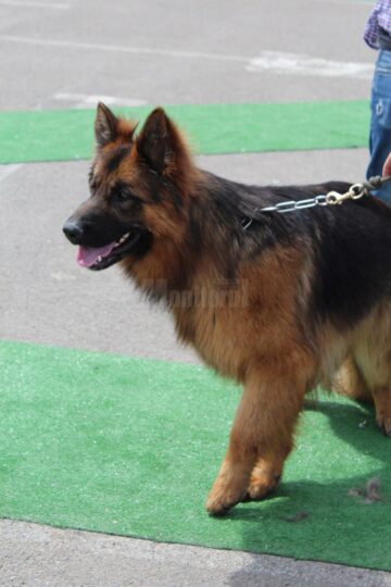 Bucovina Dog Show 2017, un succes ce aduce la Suceava o nouă competiție internațională CACIB