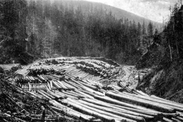 „Întrecerea socialistă în exploatările forestiere”